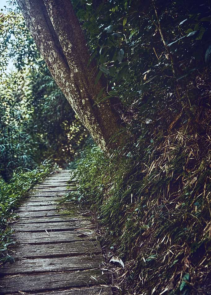 The Path Under The Tree
