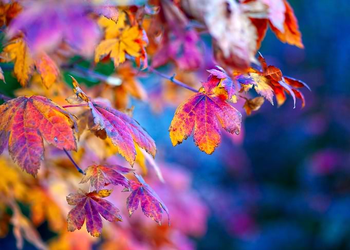 Dazzling Maple Leaves