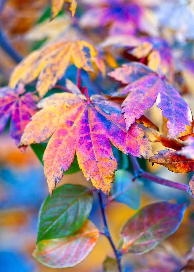 Classy Maple Leaves