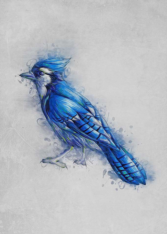 Blue Jay