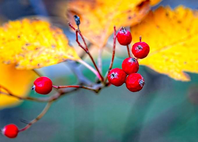 Stylish hawthorn shrub