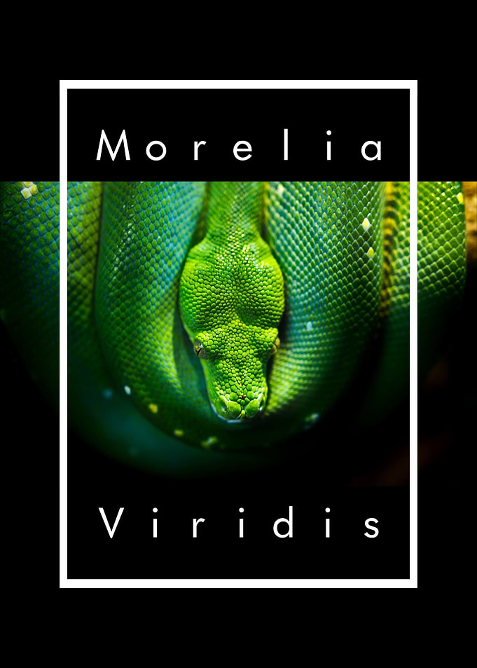 Green Tree Python Print