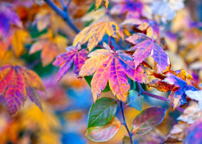 Classy Maple Leaves
