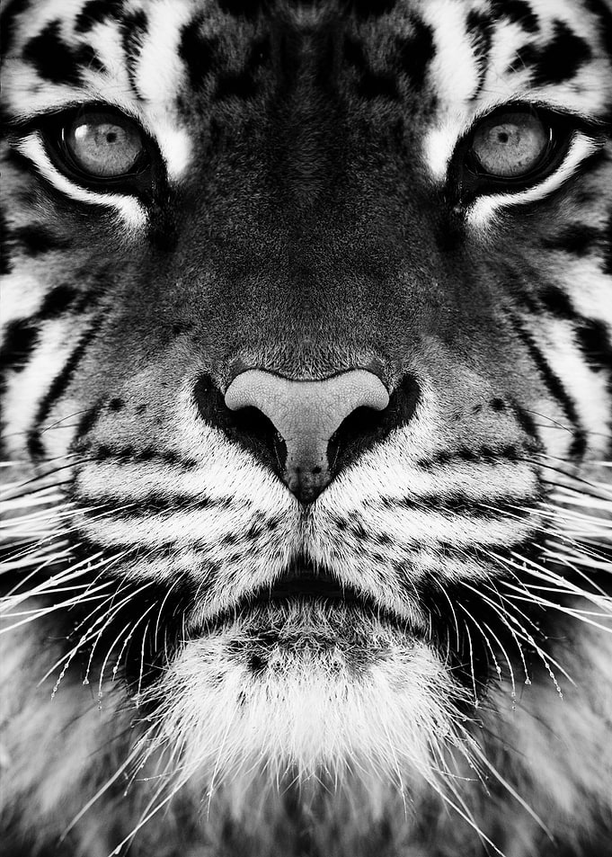 black and white tiger eyes