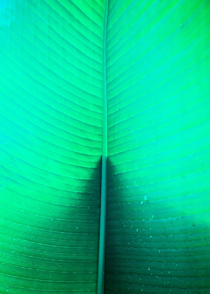 Banana Leaf