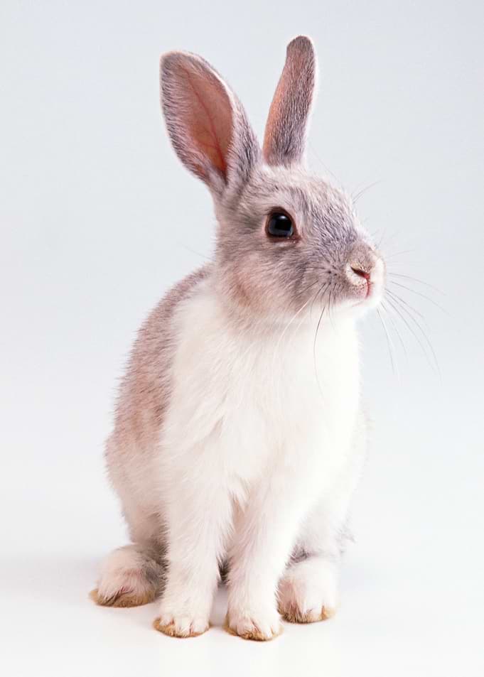 cute Rabbit posters