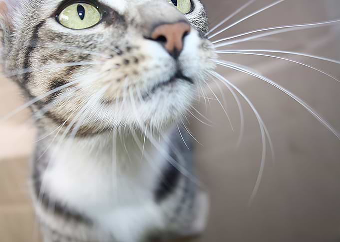The Cat Part One