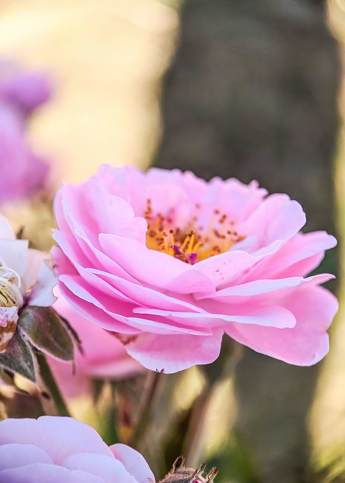 Pink rose