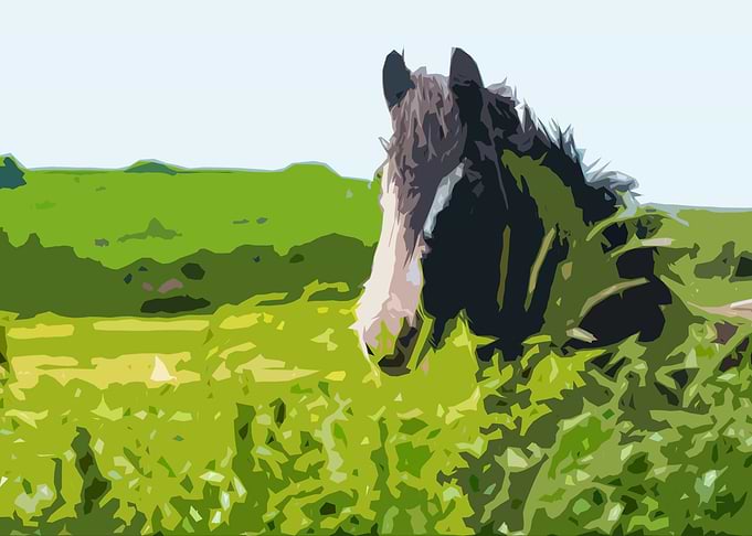 Equine