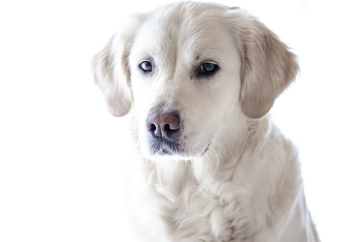 White Retriever Dog