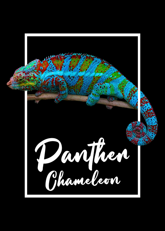 Panther Chameleon Modern