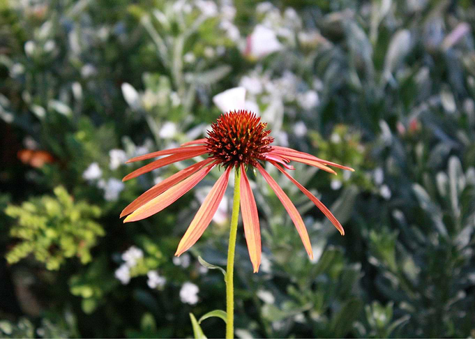FlowerVisual2
