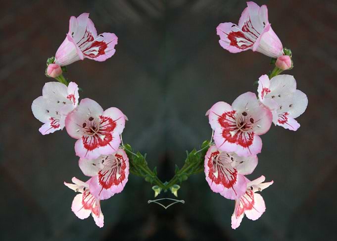 VisualFlower5