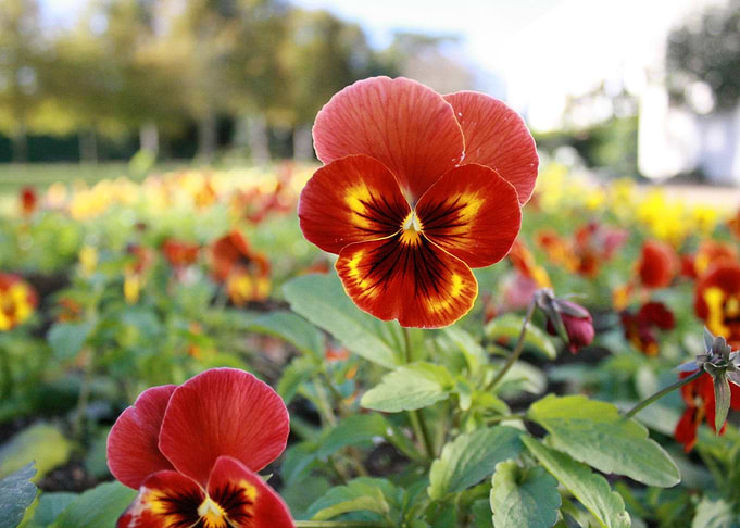 FlowerVisual1