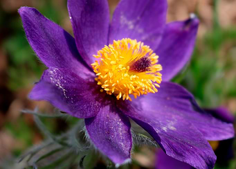 Purple Spring