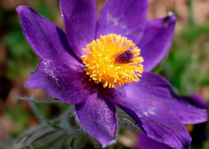 Purple Spring