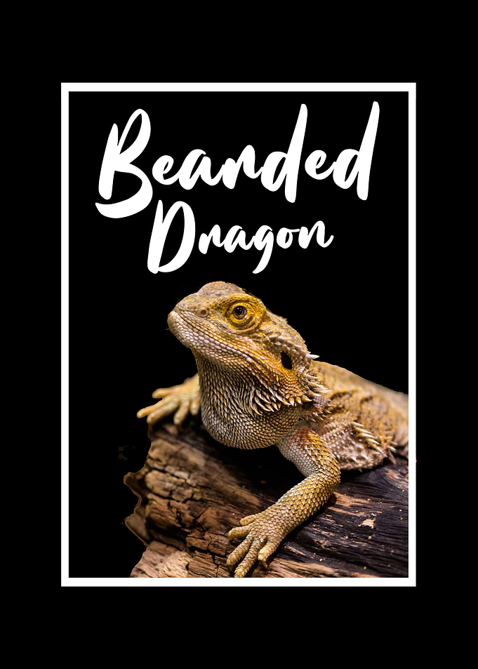 Bearded Dragon Print