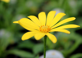 Sunny Daisy