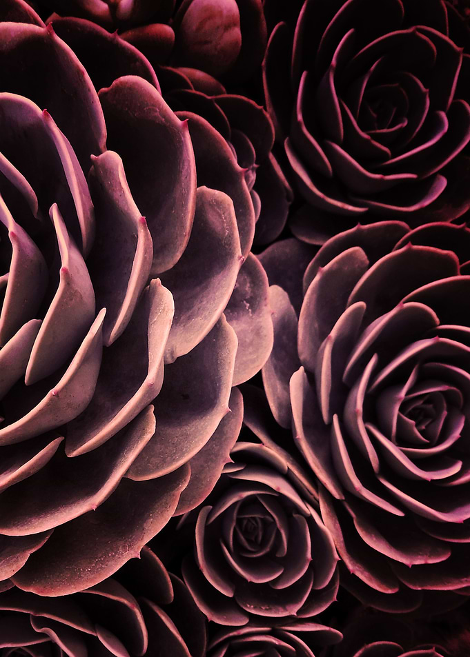 DARKSIDE OF SUCCULENTS-IB4