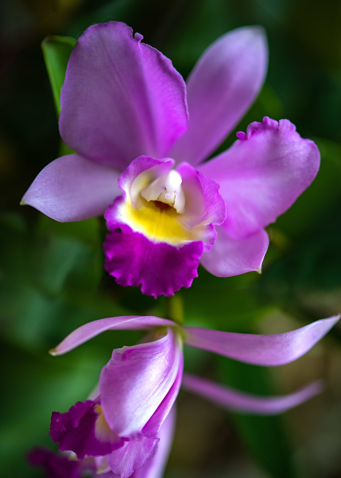 Cattleya Orchid