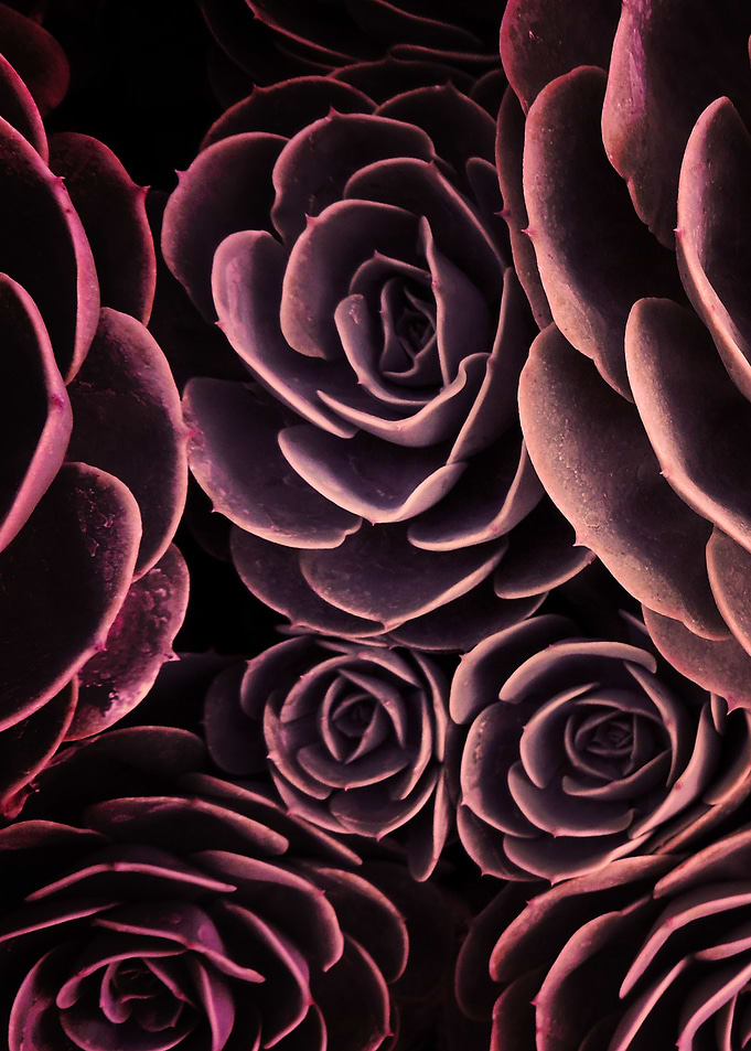 DARKSIDE OF SUCCULENTS-IB3