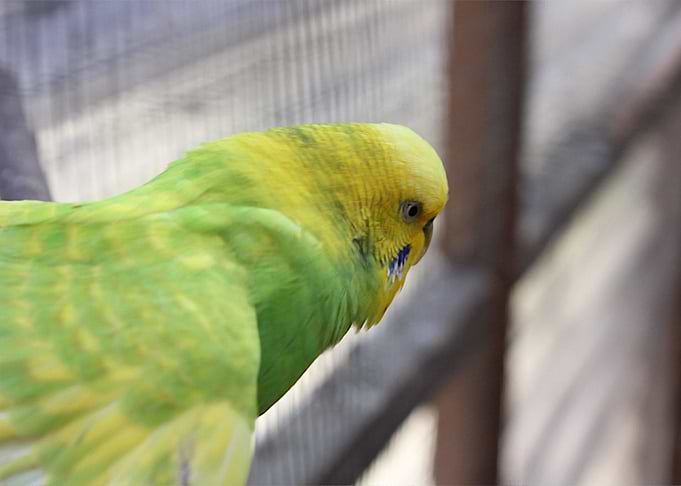 VisualBird1