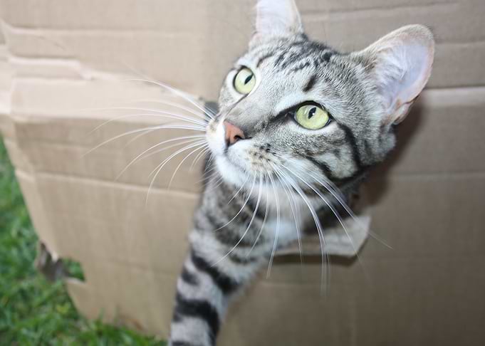 The Cat Part Three