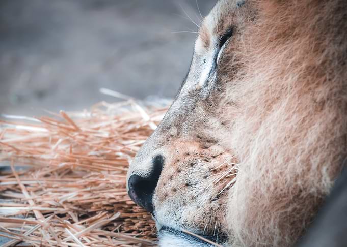 Sleeping Lion
