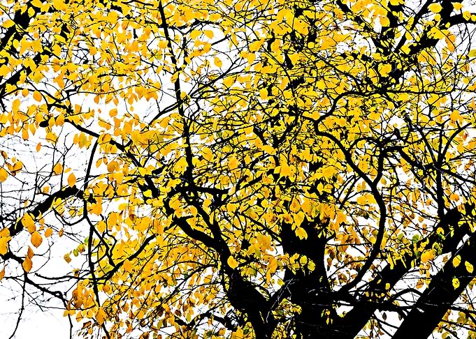 Yellow Linden Tree