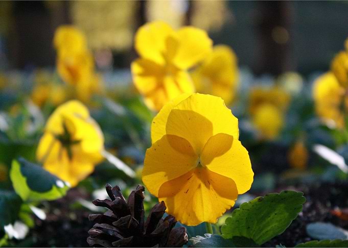 VisualFlower4