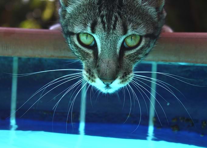 The Cat Part Four