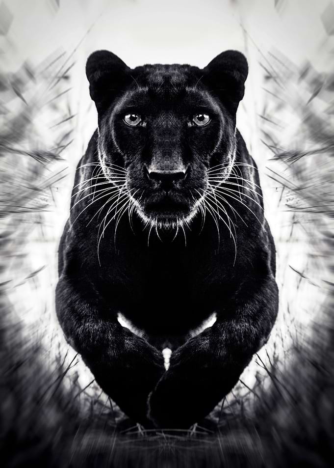 wild jumping black panther