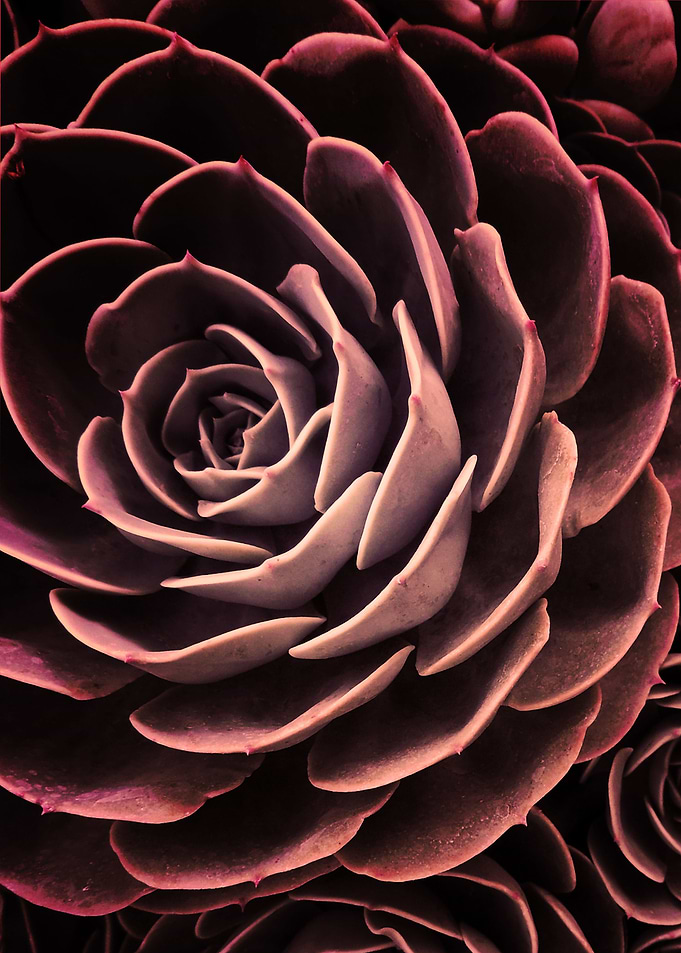 DARKSIDE OF SUCCULENTS-IB5