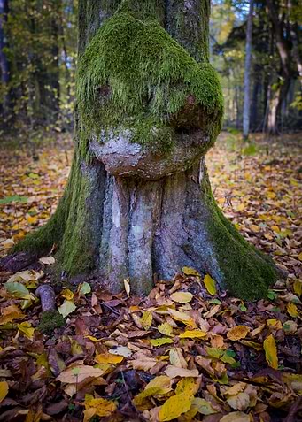 tree trunk in Bialowieza