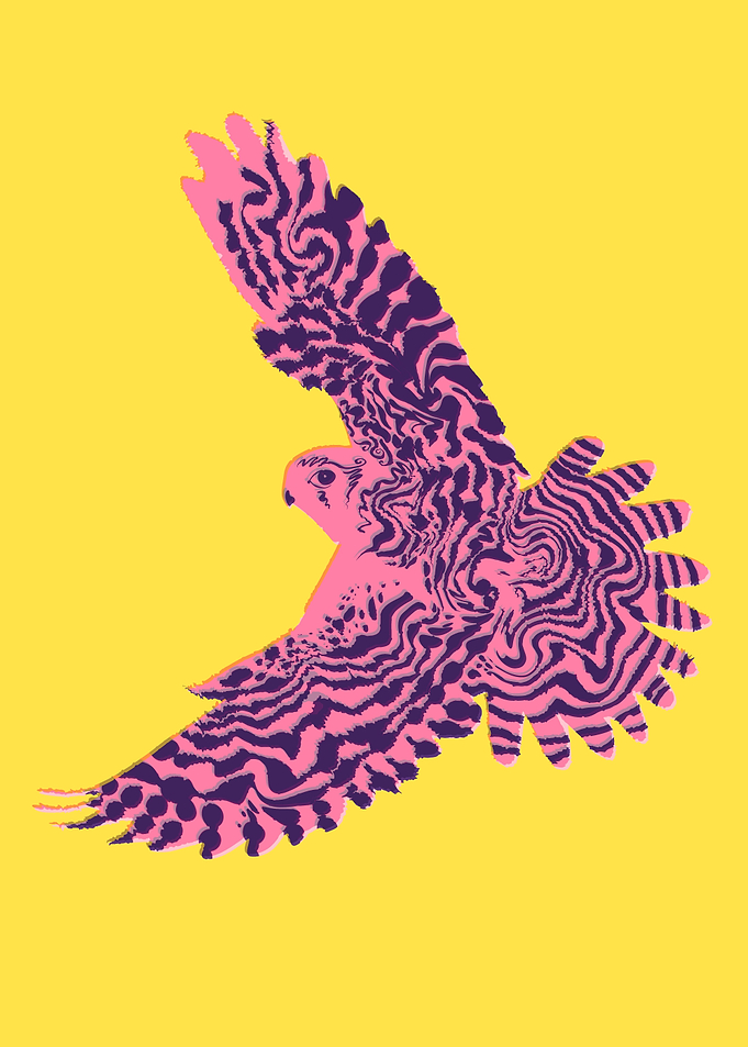 Red tailed hawk