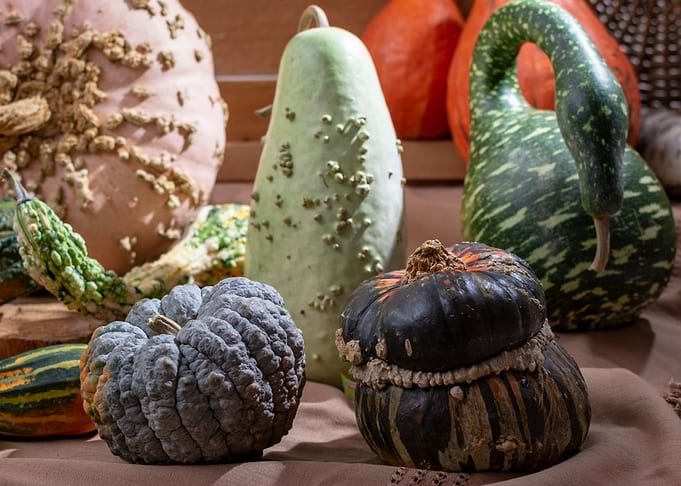 pumpkin stilllife