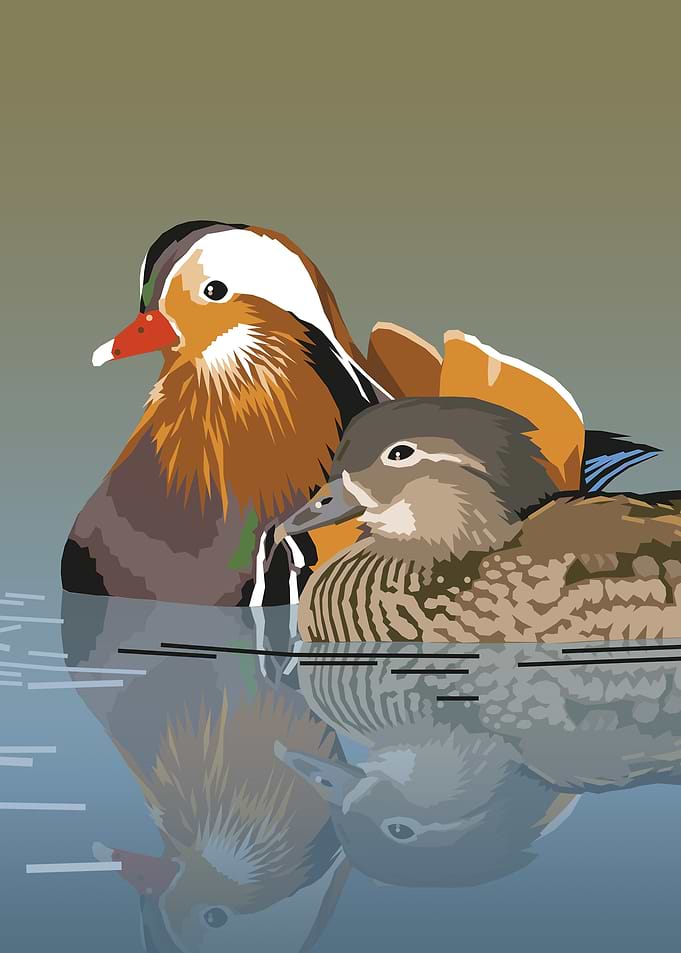 Ducks