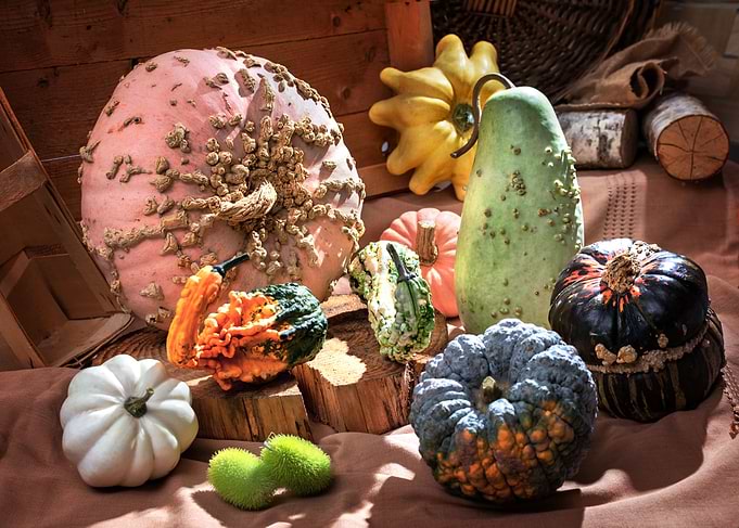pumpkin picture