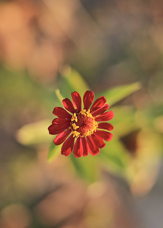 Red flower