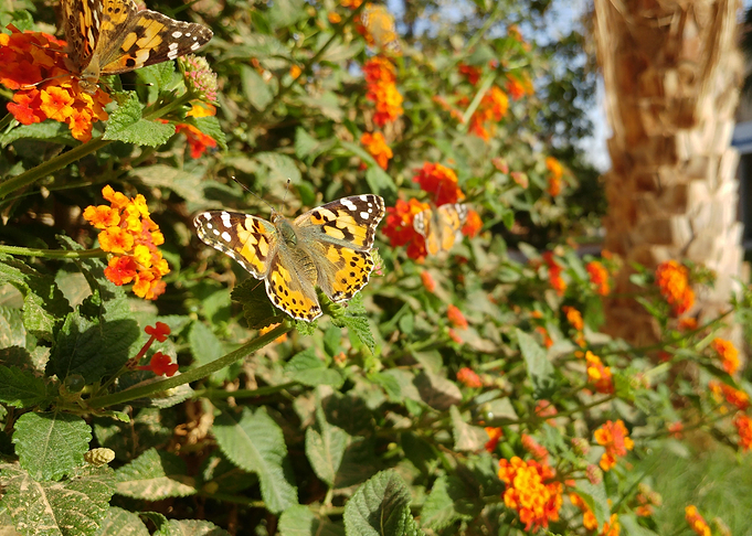 Orange Butterfly Flowers