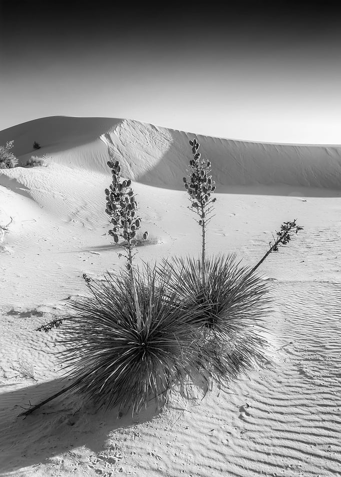White Sands Impression