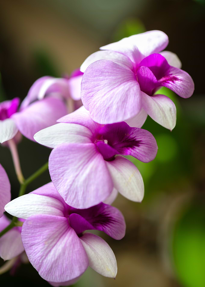 Orchid Flower