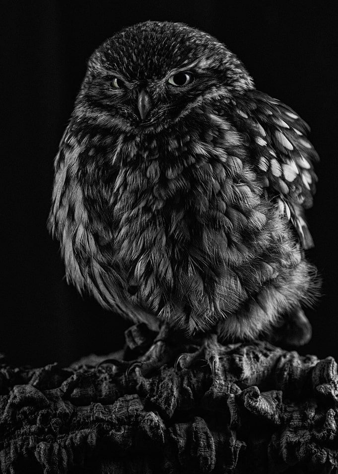 Burrowing owl