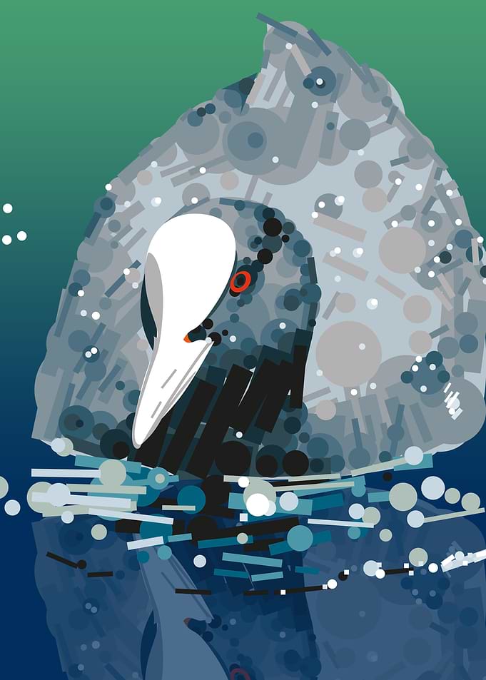 Coot