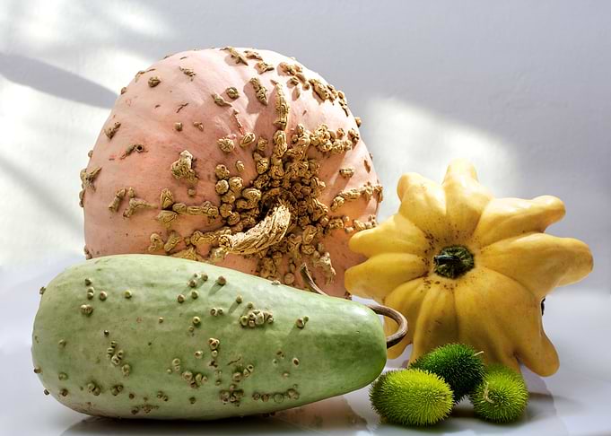 squash and pumpkin