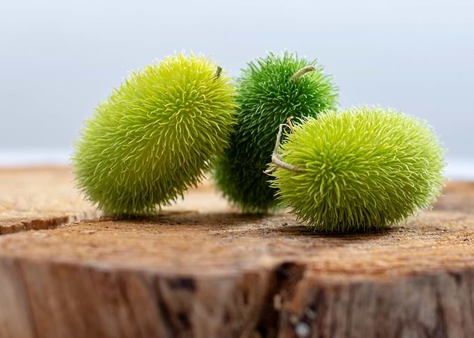 green gourds