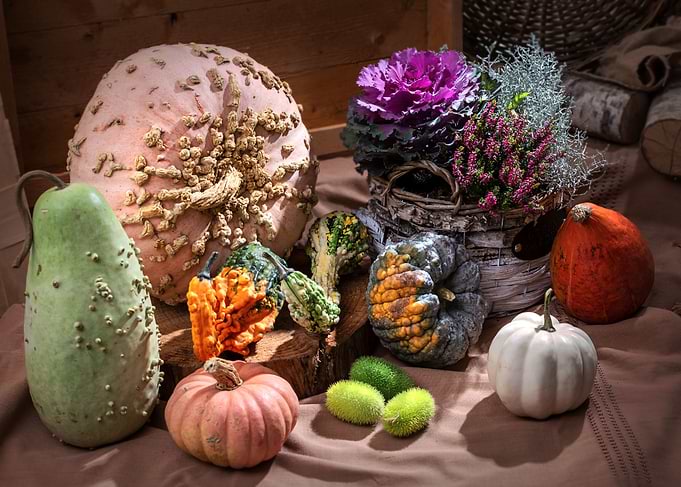 pumpkin photography