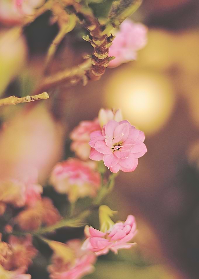 kalanchoe flower