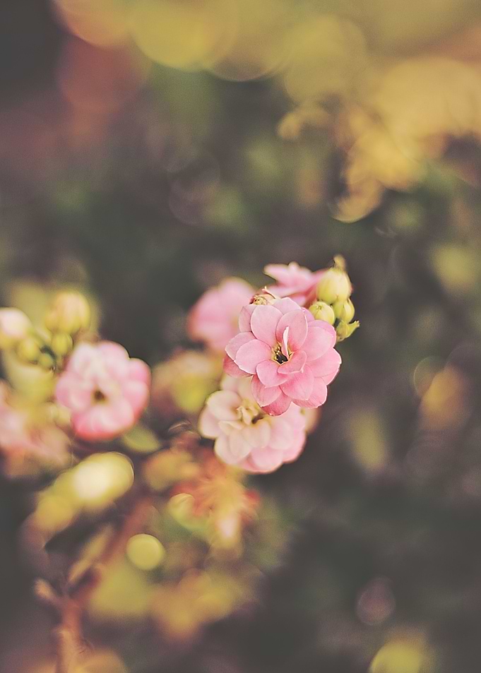 kalanchoe flower