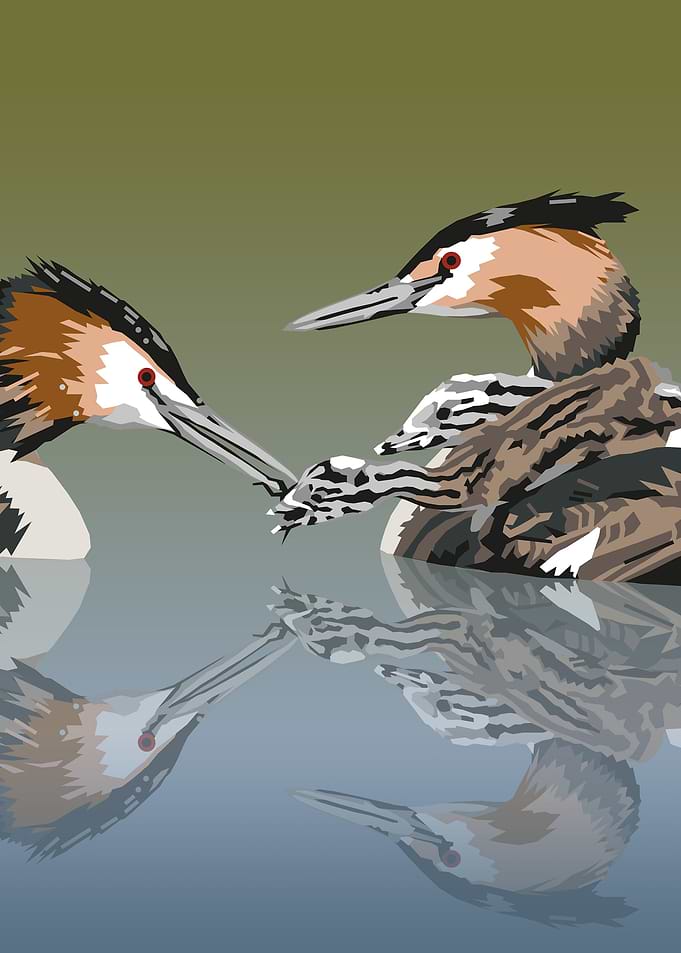 Waterbirds
